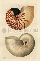 Chambered or great nautilus shell  Nautilus pompilius.
