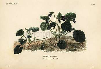Sweet violet or garden violet  Viola odorata.