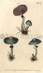 Verdigris mushroom or verdigris agaric  Stropharia aeruginosa.