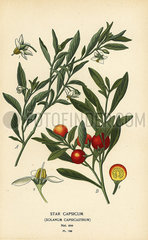 Jerusalem cherry  Solanum pseudocapsicum var. diflorum.