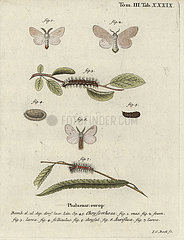 Brown-tail moth  Euproctis chrysorrhoea.