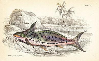 Flatwhiskered catfish  Pinirampus pirinampu.