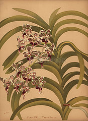 Vanda tricolor var. suavis orchid.