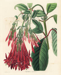 Corymb-flowered fuchsia  Fuchsia corymbiflora.