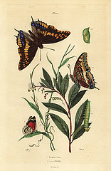 Two-tailed pasha and Cramer's eighty-eight butterfly.