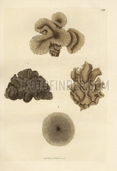 Mushroom coral species.