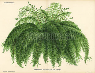 Silverback fern  Pityrogramma schizophylla.