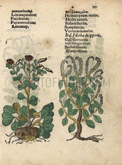 Leontice leontopetalum and European heliotrope  Heliotropium europaeum.