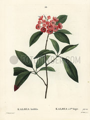 Mountain laurel or calico bush  Kalmia latifolia.