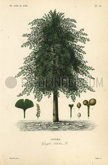 Gingko  ginkgo or maidenhair tree  Ginkgo biloba. Endangered.