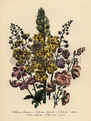 Verbascum species.