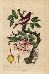 Pompadour cotinga  Xipholena punicea  on an apple tree  Malus pumila.