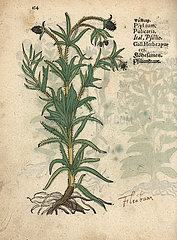 Psyllium  Plantago psyllium.