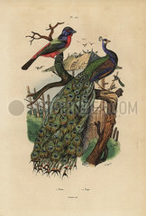 Indian peafowl  Pavo cristatus  and parrotfinch  Erythrura species