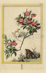 China rose  Hibiscus rosa-sinensis.