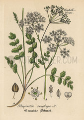Burnet-saxifrage  Pimpinella saxifraga.