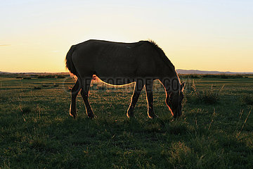 ein Pferd beim grasen in der Mongolei Kamel in der Nationalpark Altai Tawan Bogd in der Mongolei