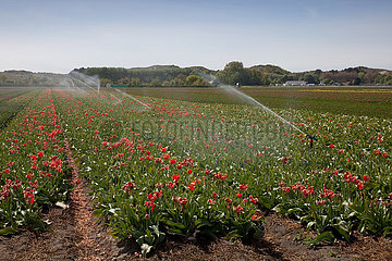 Netherlands  near de coast there are many tulip growers and watering the flowers is very important.