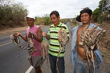 iguanas sold in nicaragua