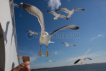 seagulls in Holland