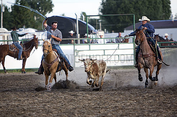 cowboy stampede in Galgary  Canada