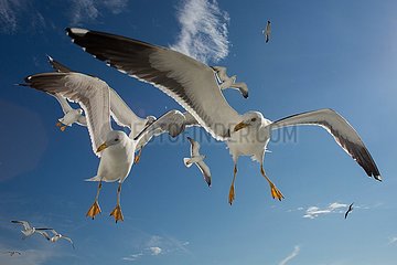 seagulls in Holland