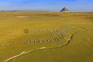 France;: Normandy. Manche (50) Aerial view of the bay of Mont-Saint-Michel. Dirty meadow sheep at low tide