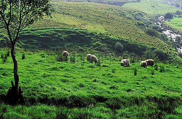 DONEGAL COUNTY DONEGAL COUNTY