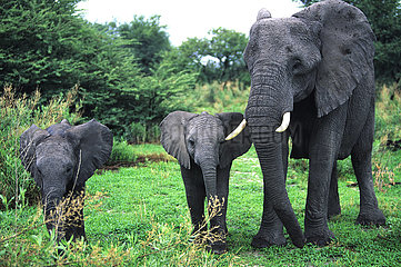 BOTSWANA - OKAVANGO - MOTHER ELEPHANT AND HIS TWINS