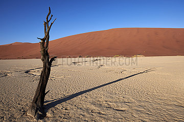 NAMIBIA  NAMIB DESERT  SOSSUSVLEI DUNES  DEATH VLEI  DEAD TREE