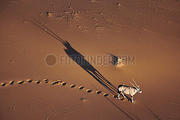 NAMIBIA  NAMIB DESERT  SOSSUSVLEI DUNE  ORYX