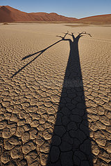 NAMIBIA  NAMIB DESERT  SOSSUSVLEI DUNES  DEATH VLEI  DEAD TREE  SHADE