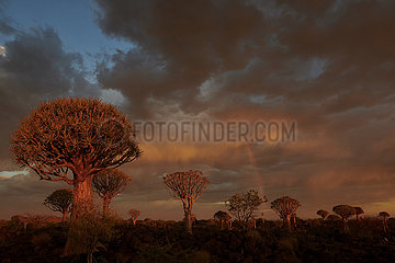 NAMIBIA  NAMIB DESERT  QUIVERTREE