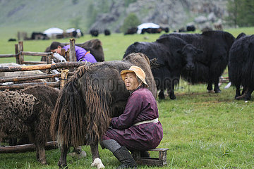 Nomadin beim melken in der Mongolei