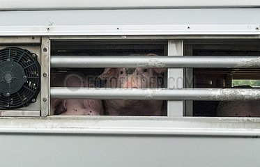 Schweine im Lastwagen