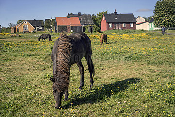 Pferde und Wohnungen