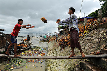 Yangon  Myanmar  Arbeiter entladen Kokosnuesse von einem Schiff