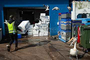 Sydney  Australien  Arbeiter auf dem Sydney Fischmarkt in Pyrmont