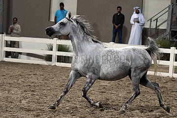 KUWAIT-MUBARAK AL-Kabeer GOVERNORATE-arabische Pferde-Auktion