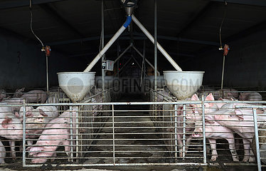 Xinhua Schlagzeilen: Modernisieren Chinas Schweinehaltung Industrie