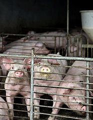 Xinhua Schlagzeilen: Modernisieren Chinas Schweinehaltung Industrie Xinhua Schlagzeilen: Modernisieren Chinas Schweinehaltung Industrie Xinhua Schlagzeilen: Modernisieren Chinas Schweinehaltung Industrie Xinhua Schlagzeilen: Modernisieren Chinas Schweinehaltung Industrie
