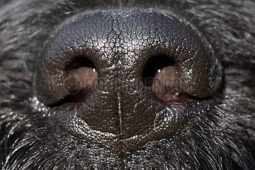 Braenna  Schweden  Nase eines Hundes