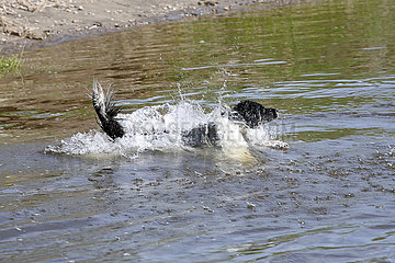 Graditz  Deutschland  Hund rennt durchs Wasser