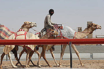 Dubai  Vereinigte Arabische Emirate  Mann reitet mit seinen Kamelen eine Strasse entlang