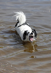 Graditz  Deutschland  Hund steht im Wasser und fletscht die Zaehne