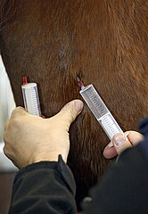 Wardow  Detailaufnahme  einem Pferd wird ein Narkosemittel gespritzt