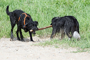 Graditz  Deutschland  Hunde spielen mit einem Ast