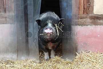 Prangendorf  Deutschland  Hausschwein schaut aus seinem Stall heraus
