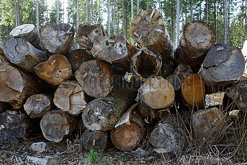 Hovmantorp  Schweden  Baumstaemme des Forstkonzerns Soedra liegen zur Abholung bereit