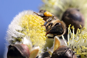 Briescht  Deutschland  Europaeische Honigbiene sammelt Nektar aus einem bluehenden Weidenkaetzchen der Salweide
